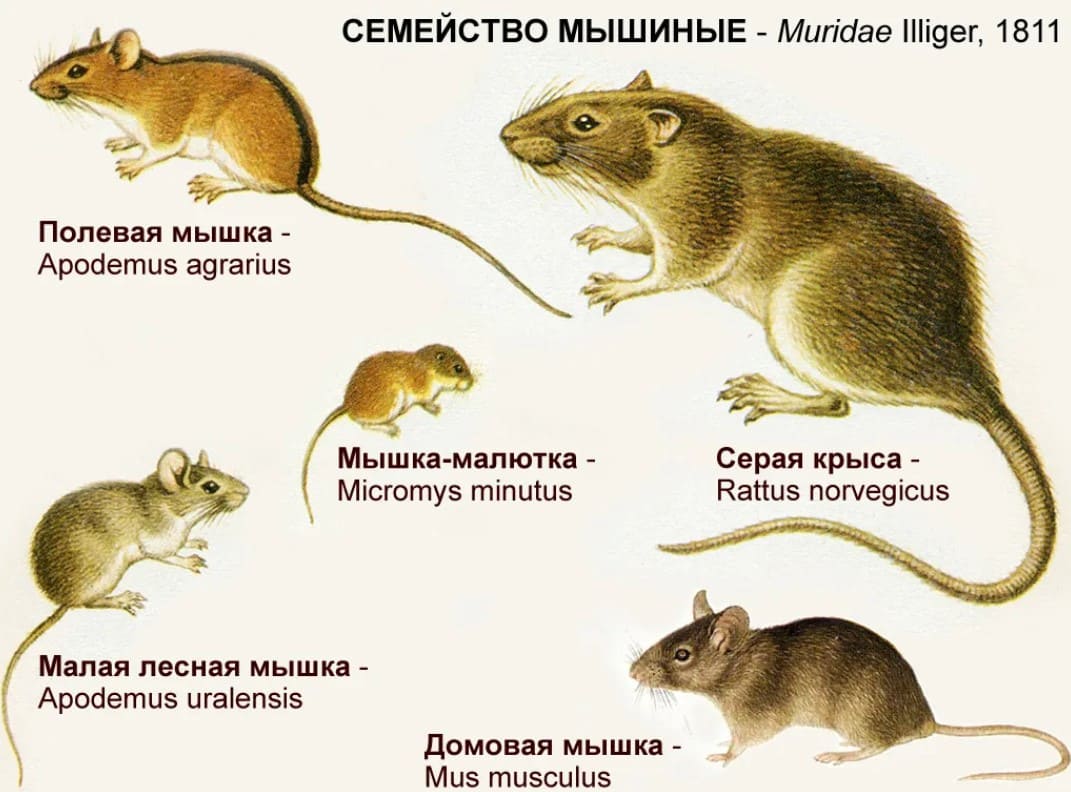 Что такое дератизация квартиры?